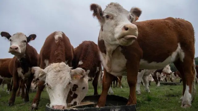 Golpe da 'Vaca Virtual' abala Uruguai