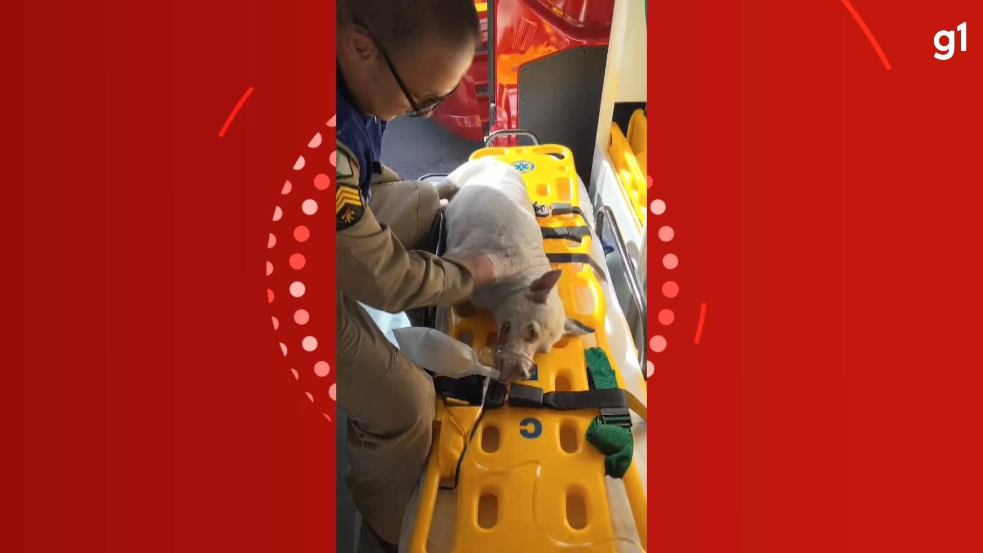 VÍDEO: bombeiros usam oxigênio para salvar cadela que inalou fumaça durante incêndio em Curitiba