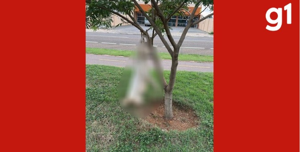 O cachorro foi encontrado morto em uma árvore, sem água ou comida no local — Foto: Reprodução