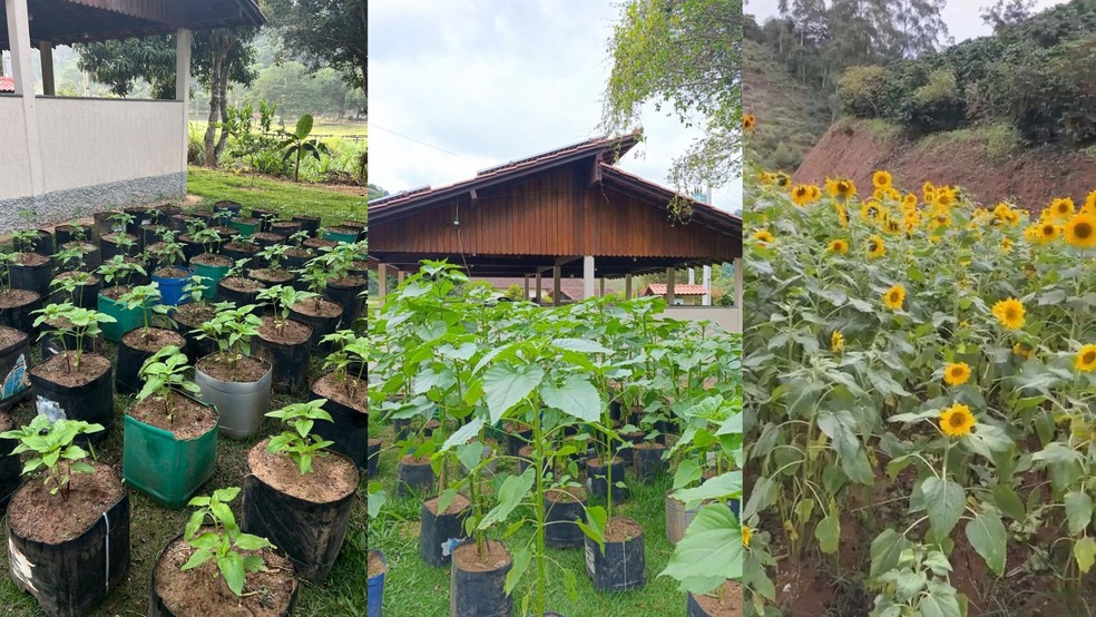 Casal planta mais de mil girassóis em Venda Nova do Imigrante, Espírito Santo, para decorar próprio casamento — Foto: Acervo pessoal