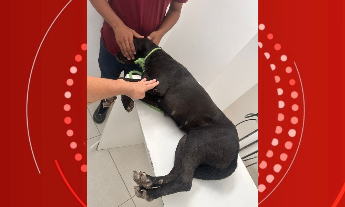 Cachorro morre e outro fica ferido após serem alvos de tiros de espingarda na Bahia