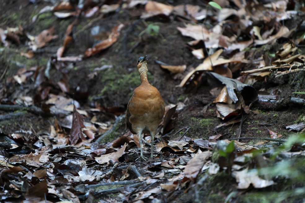 Nova espécie de inhambu é encontrada apenas no topo da Serra do Divisor, no Acre, entre 300 e 500 metros de altitude — Foto: Luis Morais
