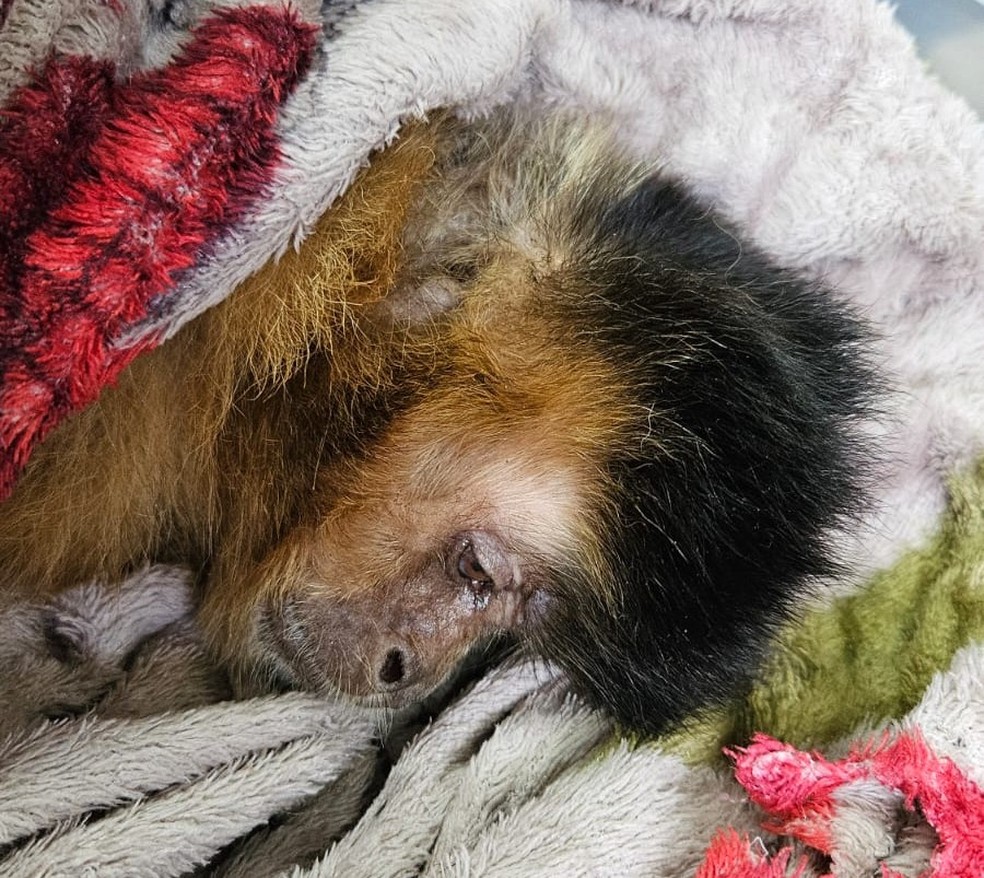 Chica chegou ao hospital veterinário muito magra, com dificuldade para respirar e em estado apático — Foto: Universidade do Agro/Uniube