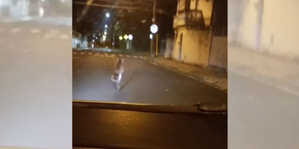 1 de 3
On&ccedil;a foi encontrada na madrugada de ter&ccedil;a-feira (17) correndo por ruas pr&oacute;ximas &agrave; casa onde foi avistada &mdash; Foto: JC NET/Reprodu&ccedil;&atilde;o