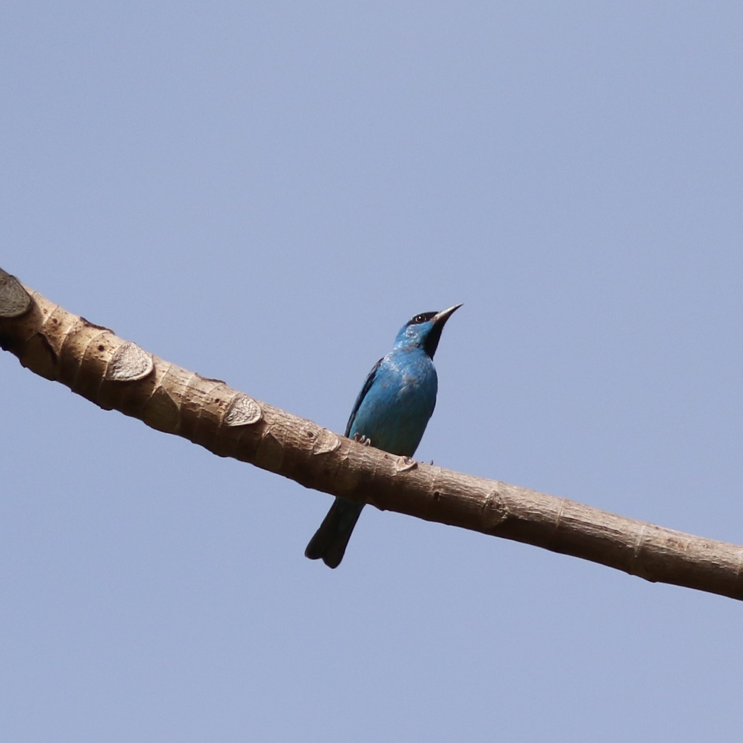 Pesquisadores identificam presença de mais 27 espécies de pássaros no Parque Estadual do Mirador