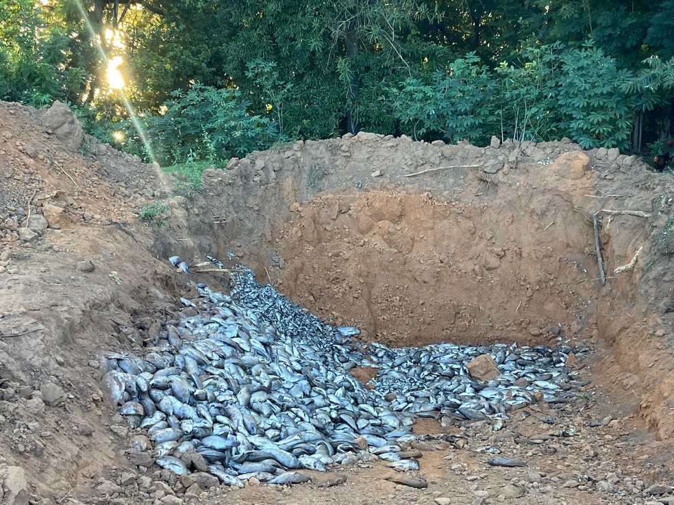 Piscicultores encontram cerca de 30 toneladas de peixes mortos em Ubarana (SP) — Foto: Eduardo Monteiro/TV TEM