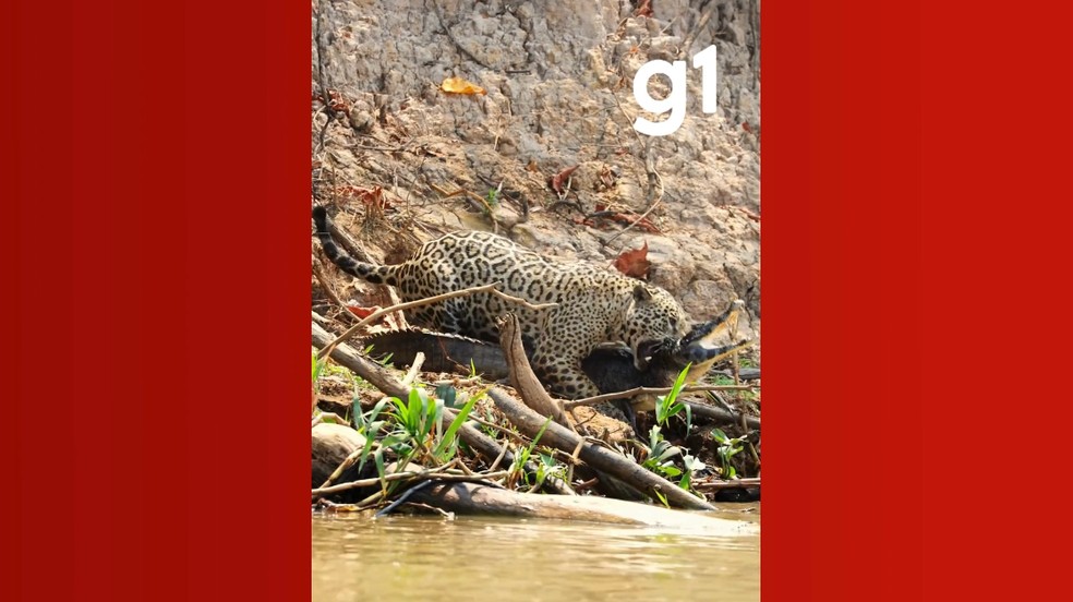 Jacaré tenta escapar de ataque de onça-pintada no Pantanal de MT — Foto: João Marcelo Rocha Biagini