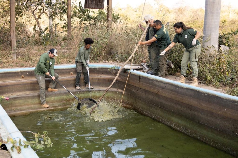 Servidores da Sema resgatam oito jacarés em piscina abandonada — Foto: Karla Silva