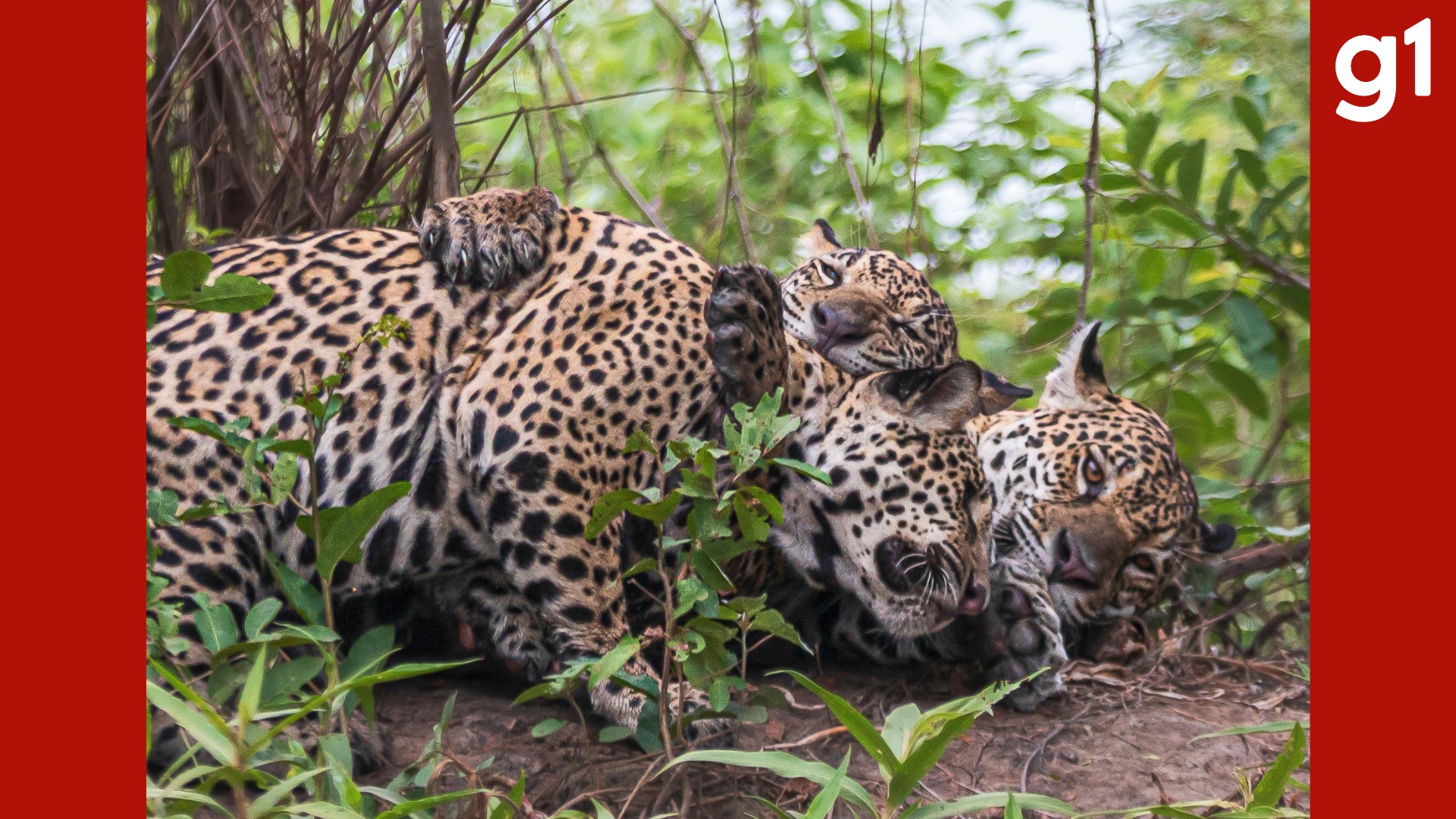 Mãe e filhotes de onça-pintada são flagrados 'abraçados' no Pantanal de MT