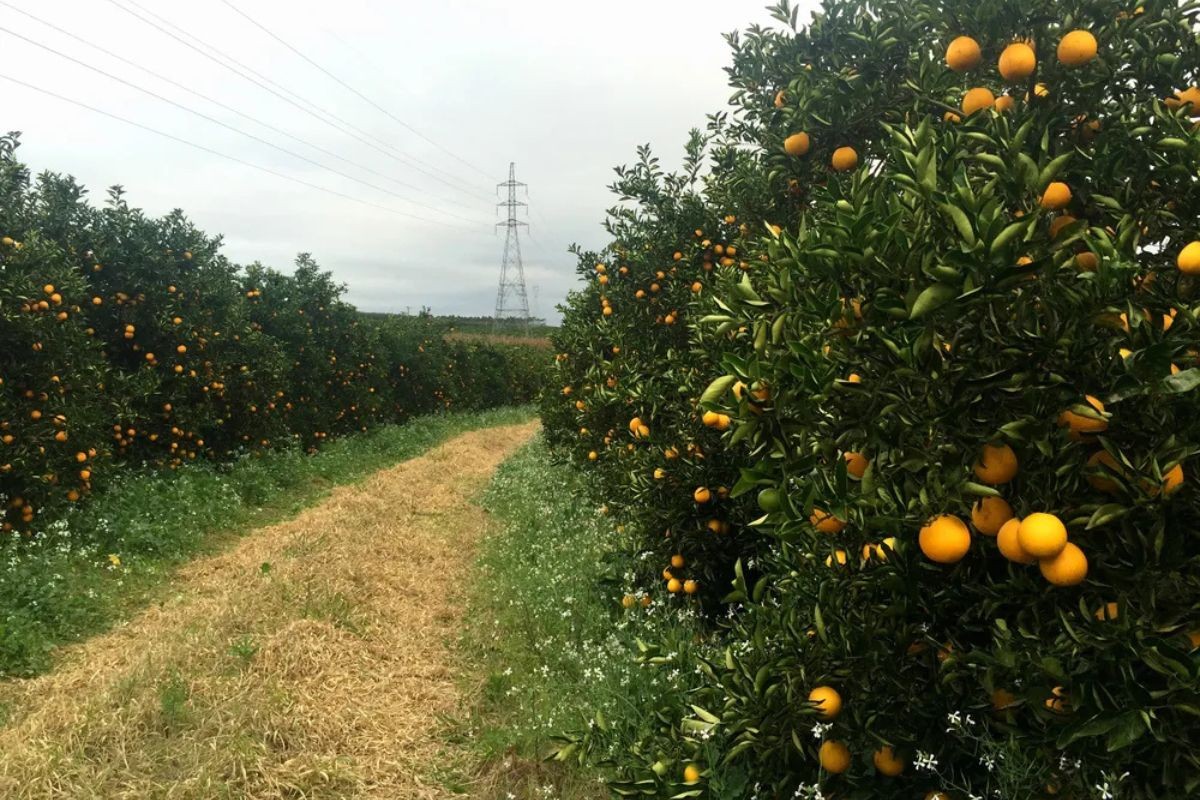 Planta tóxica que ameaça plantações de laranja será erradicada em cidade brasileira