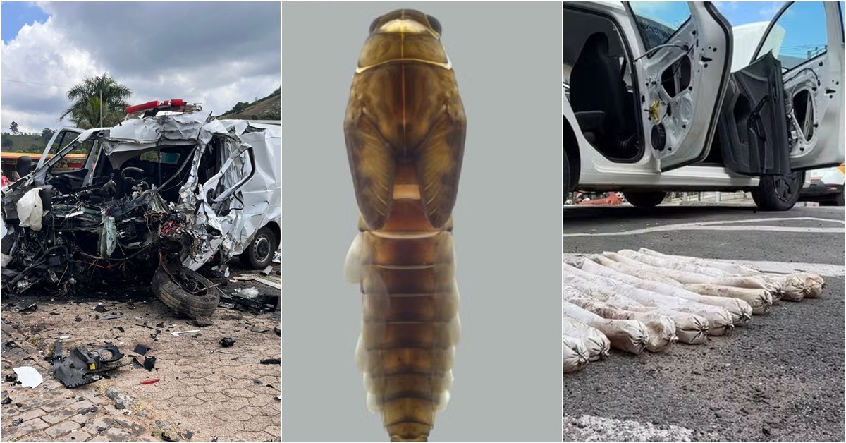 Você viu? Morte de motorista de ambulância na BR-116, descoberta de novos insetos e apreensão de fuzil e explosivos em Juiz de Fora