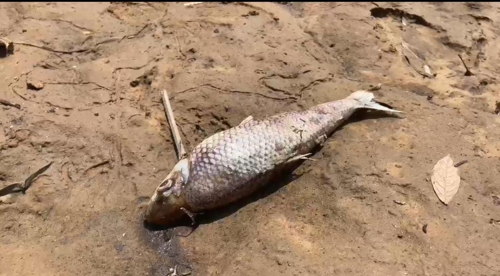 Peixe morto devido a seca extrema do rio Palmeira em Espigão D´Oeste (RO) — Foto: Reprodução