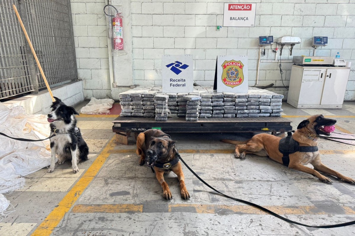 Receita Federal apreende 657 kg de cocaína em carga de café no Porto de Santos, SP; VÍDEO