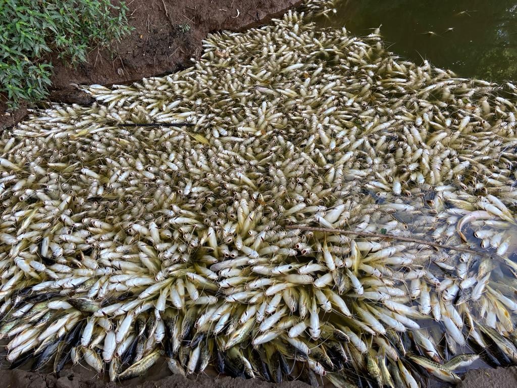 Rio Piracicaba amanhece com milhares de peixes mortos nas margens e cena chama atenção