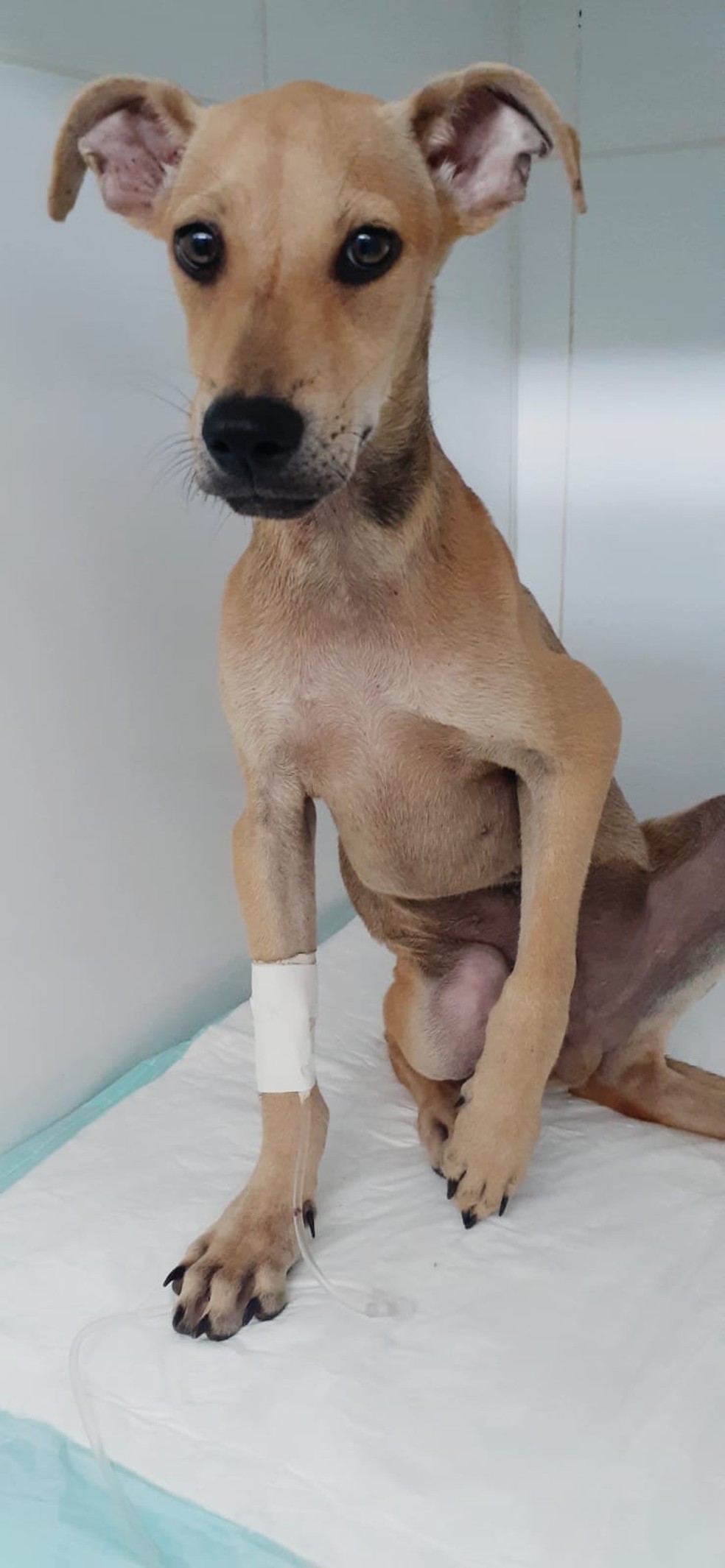 Cachorro que teve convulsão ao espancado rua segue internado passará por reconstrução de osso Rondônia | G1