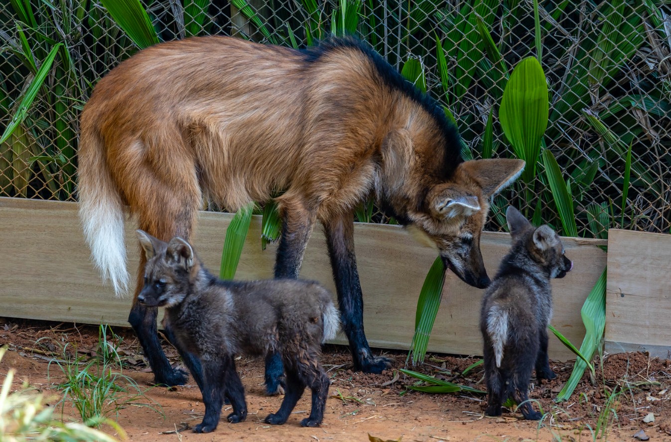 Nascidos em maio, filhotes de lobo-guará do Zoo de SP já podem ser visitados pelo público