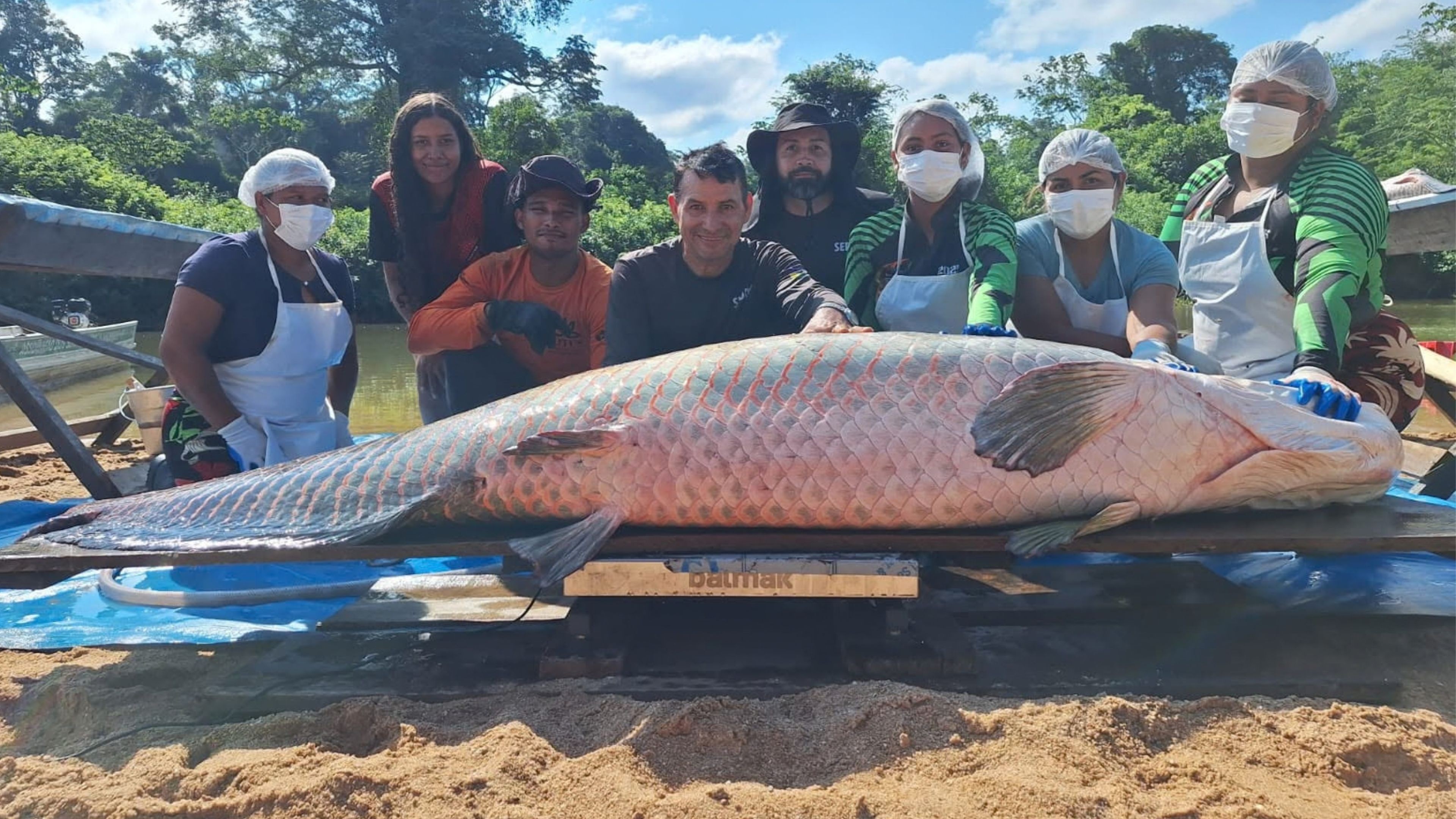 Pirarucu com mais de 2 metros e 137 kg é capturado em RO 
