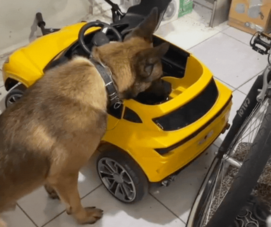 Cão farejador encontra drogas em carro elétrico infantil e homem é preso em SC