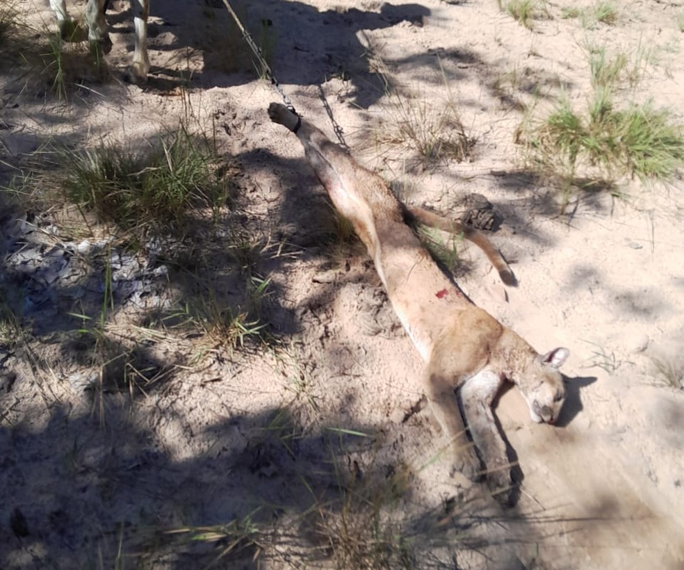 Onça morta sendo arrastada por caçador. — Foto: Reprodução