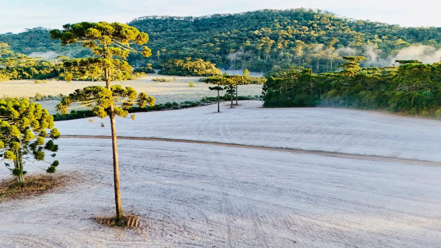 Paraná registra geada e temperaturas negativas pelo terceiro dia seguido; veja previsão do tempo