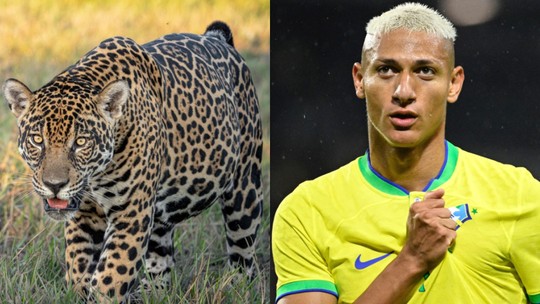 Famosos adotam onças-pintadas do Pantanal para preservação de espécie; veja quem são - Foto: (Reprodução)