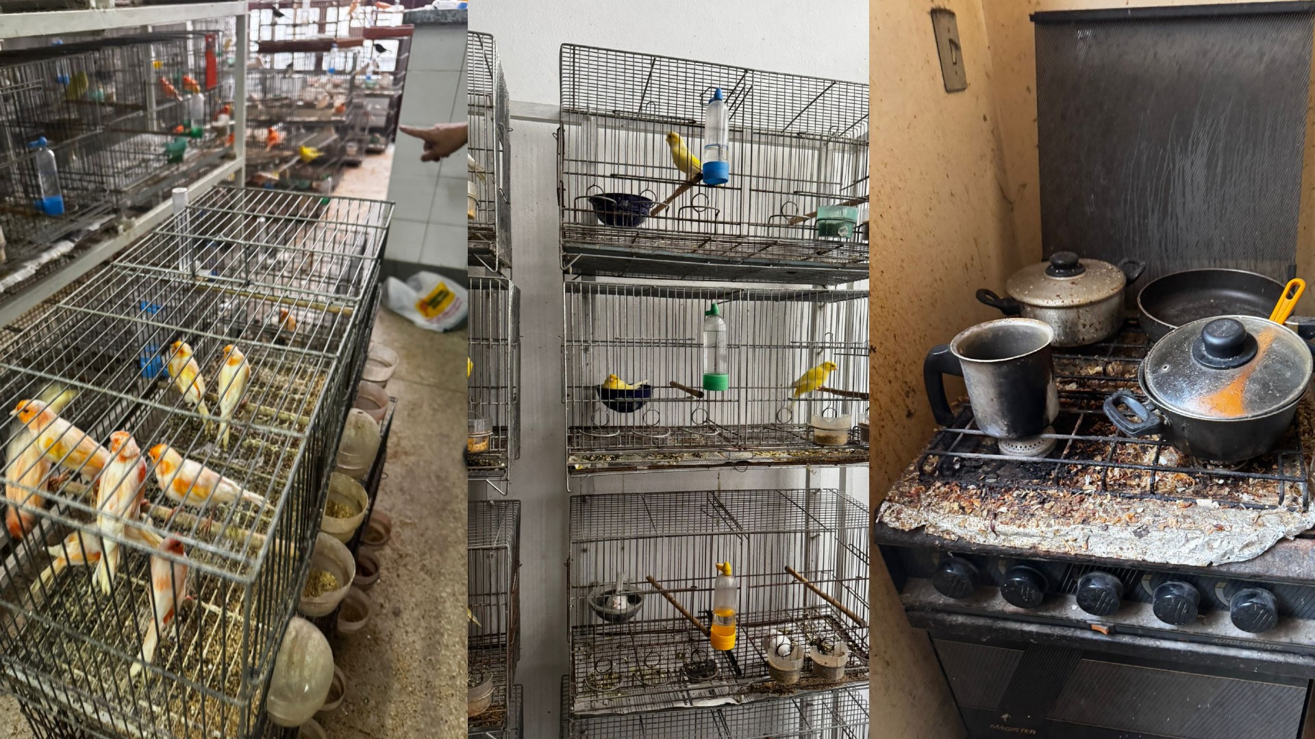 Homem é multado em mais de R$ 700 mil após ser flagrado com aves em situação de maus-tratos em Sorocaba