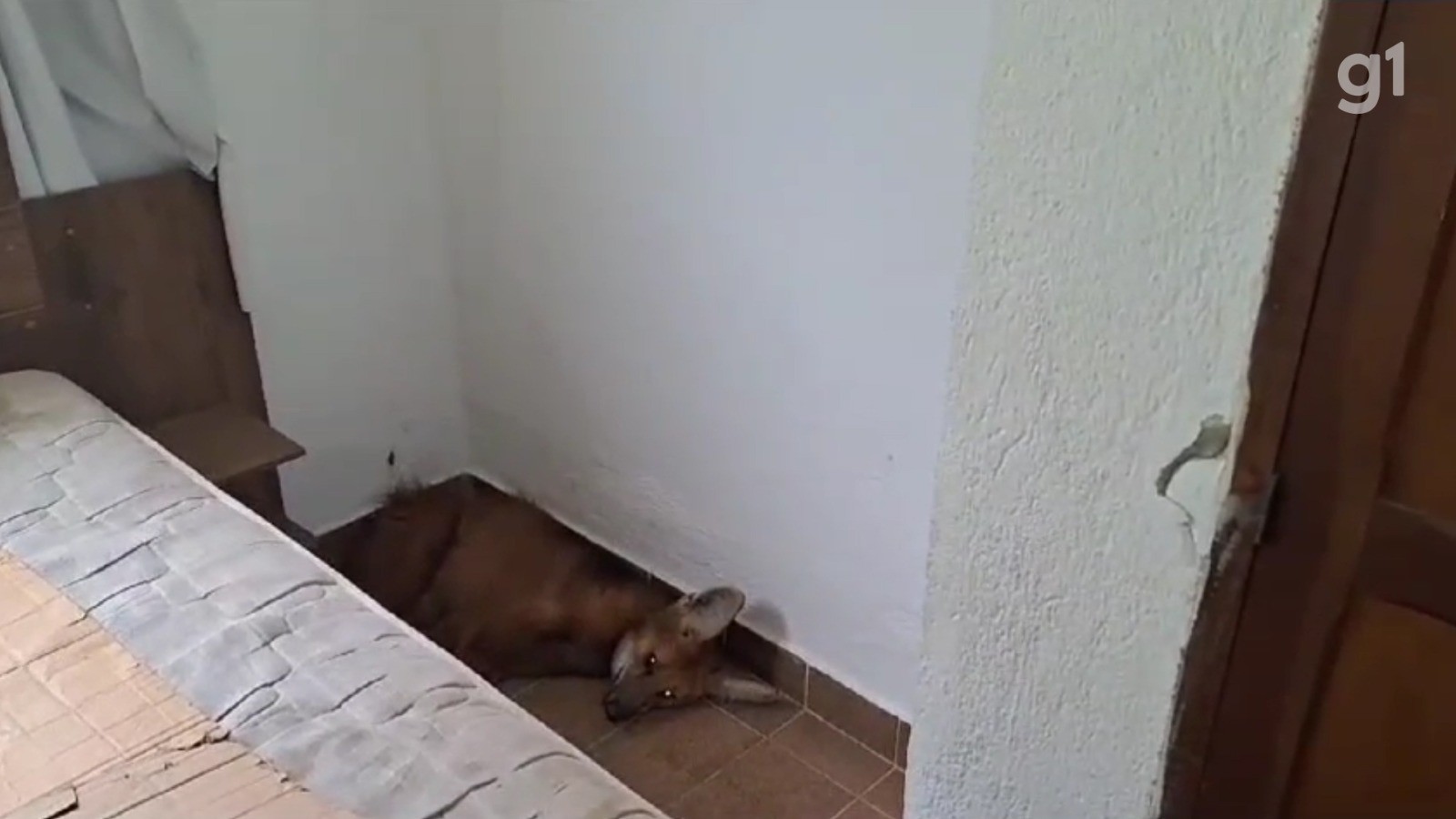 Lobo-guará é resgatado após invadir residência e deitar no chão de quarto no interior de SP