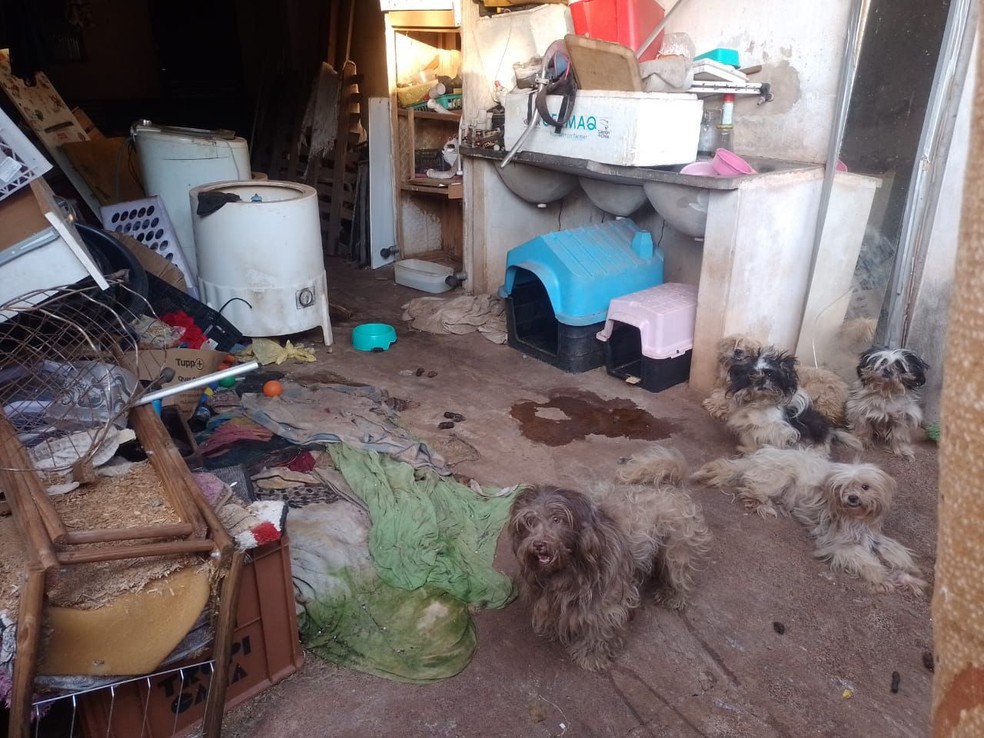 Os animais foram levados para o CCZ para serem examinados. — Foto: Reprodução