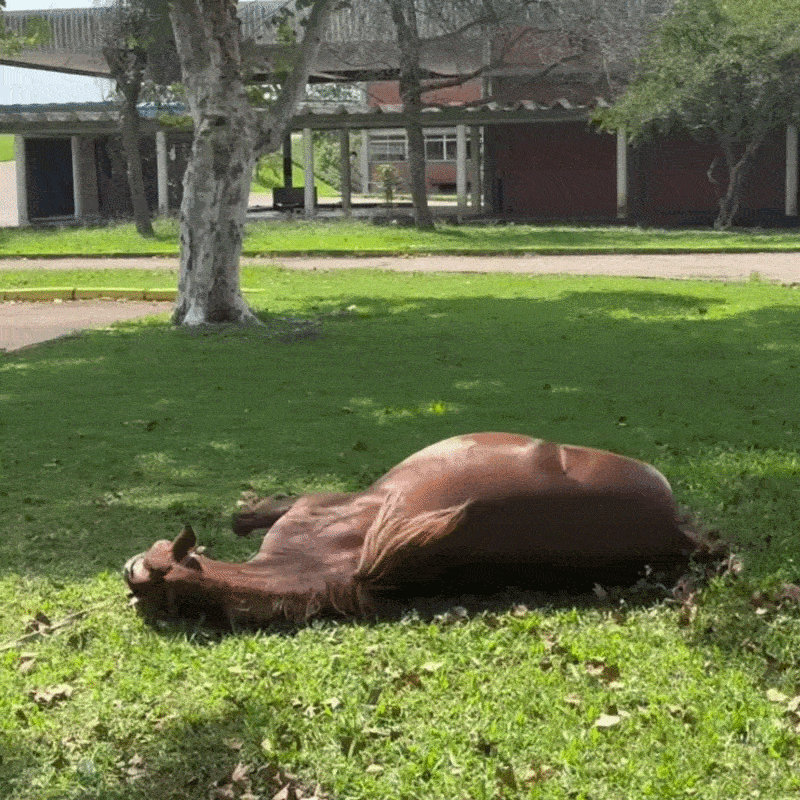 Cavalo Caramelo vai ganhar estátua de 4m em um dos municípios mais atingidos pela enchente do RS