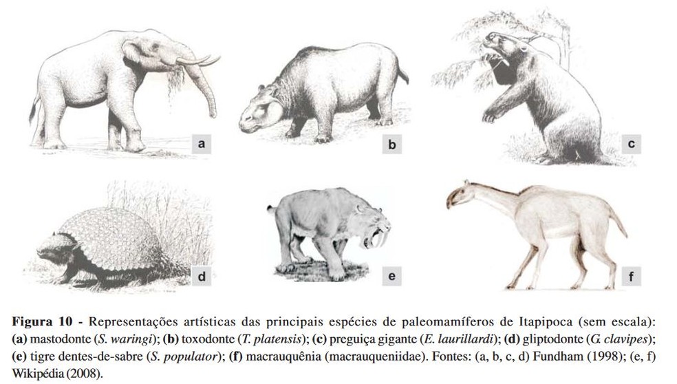 Ilustração de alguns espécimes cujos fósseis foram encontrados em Itapipoca — Foto: Celso Lira Ximenes