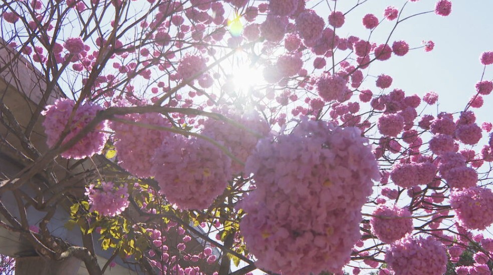 Ipê roxo — Foto: Reprodução/TV Globo