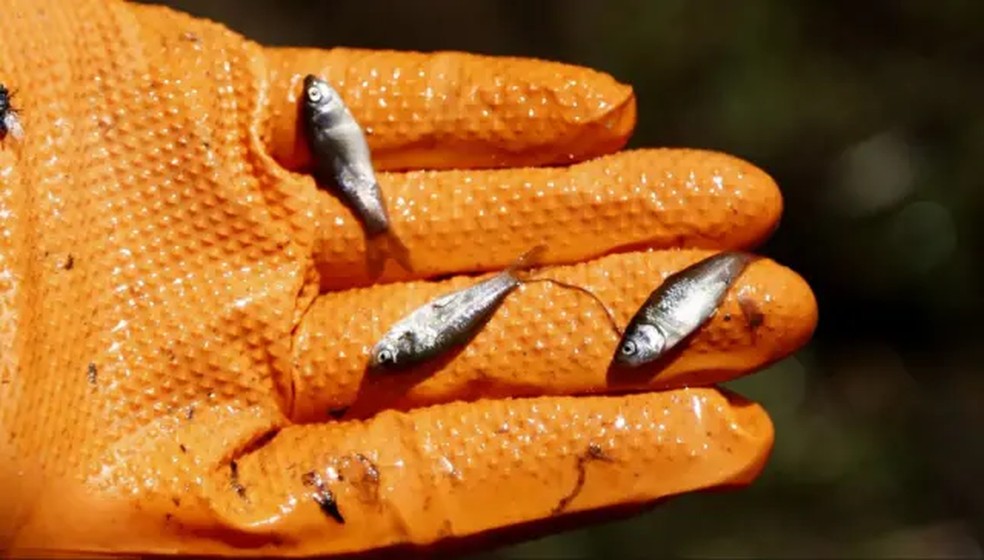 O peixe-búfalo-boca-grande desova com sucesso na primavera no Lago Rice, em Minnesota. Mas, no final do verão, já não existem mais peixes jovens no local — Foto: Alec Lackmann