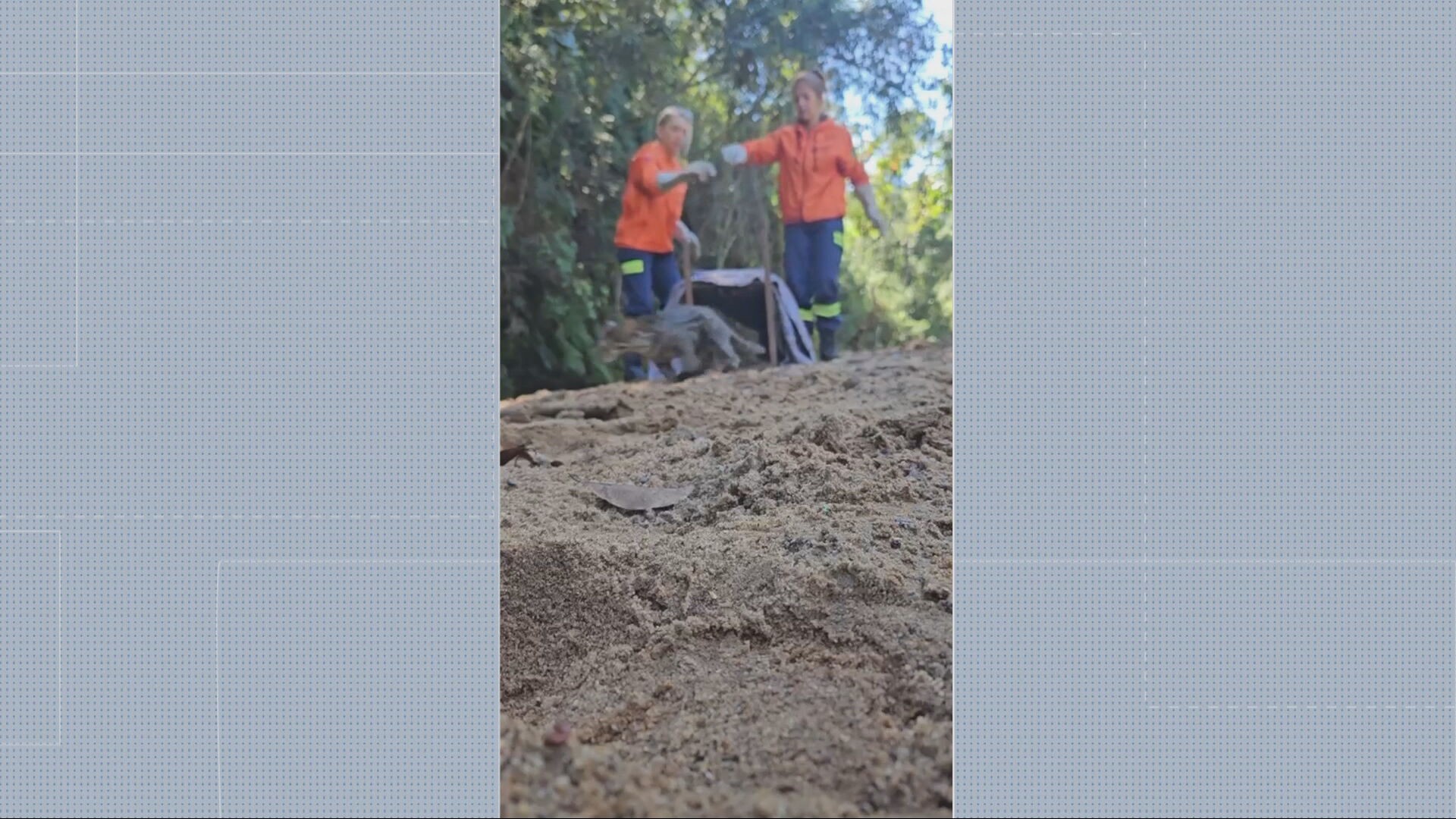 Morador de Ouro Branco descobre jaguatirica em galinheiro após armar armadilha