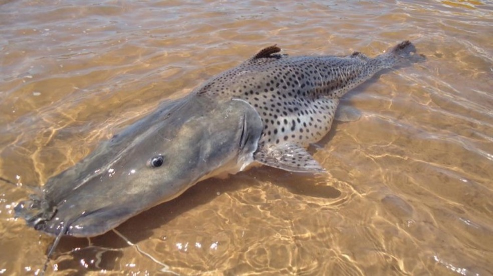 Pintado é peixe típico em Mato Grosso do Sul.  — Foto: Reprodução/Redes sociais