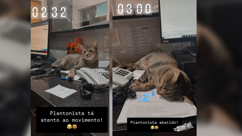 Situações inusitadas protagonizadas pelo mascote da Central de Flagrantes de Rio Preto (SP) rendem memes — Foto: Erika Lima/Arquivo pessoal