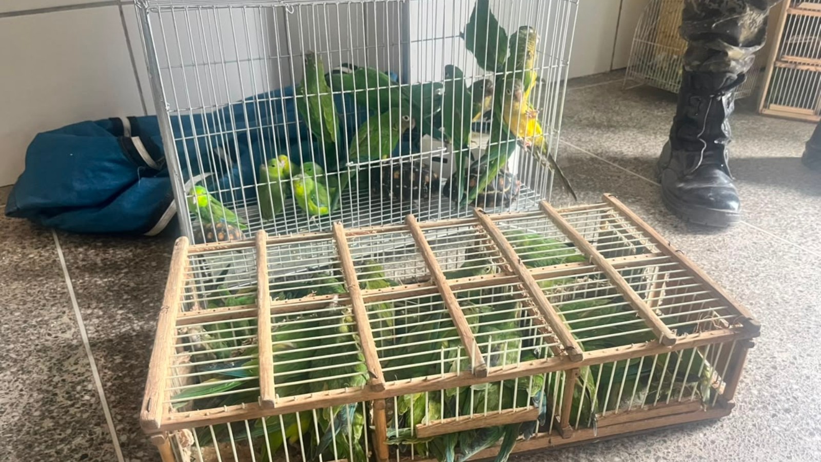 Mais de 200 animais silvestres são apreendidos em operação na Feira da Parangaba, em Fortaleza