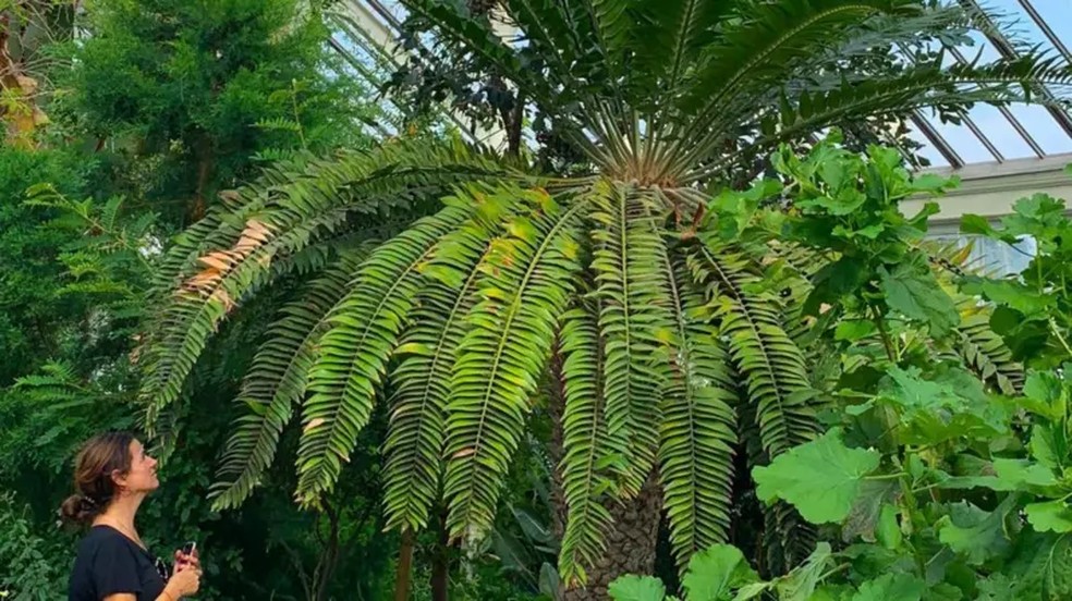 Laura Cinti lidera o projeto para encontrar uma fêmea da planta rara. — Foto: Universidade de Southampton