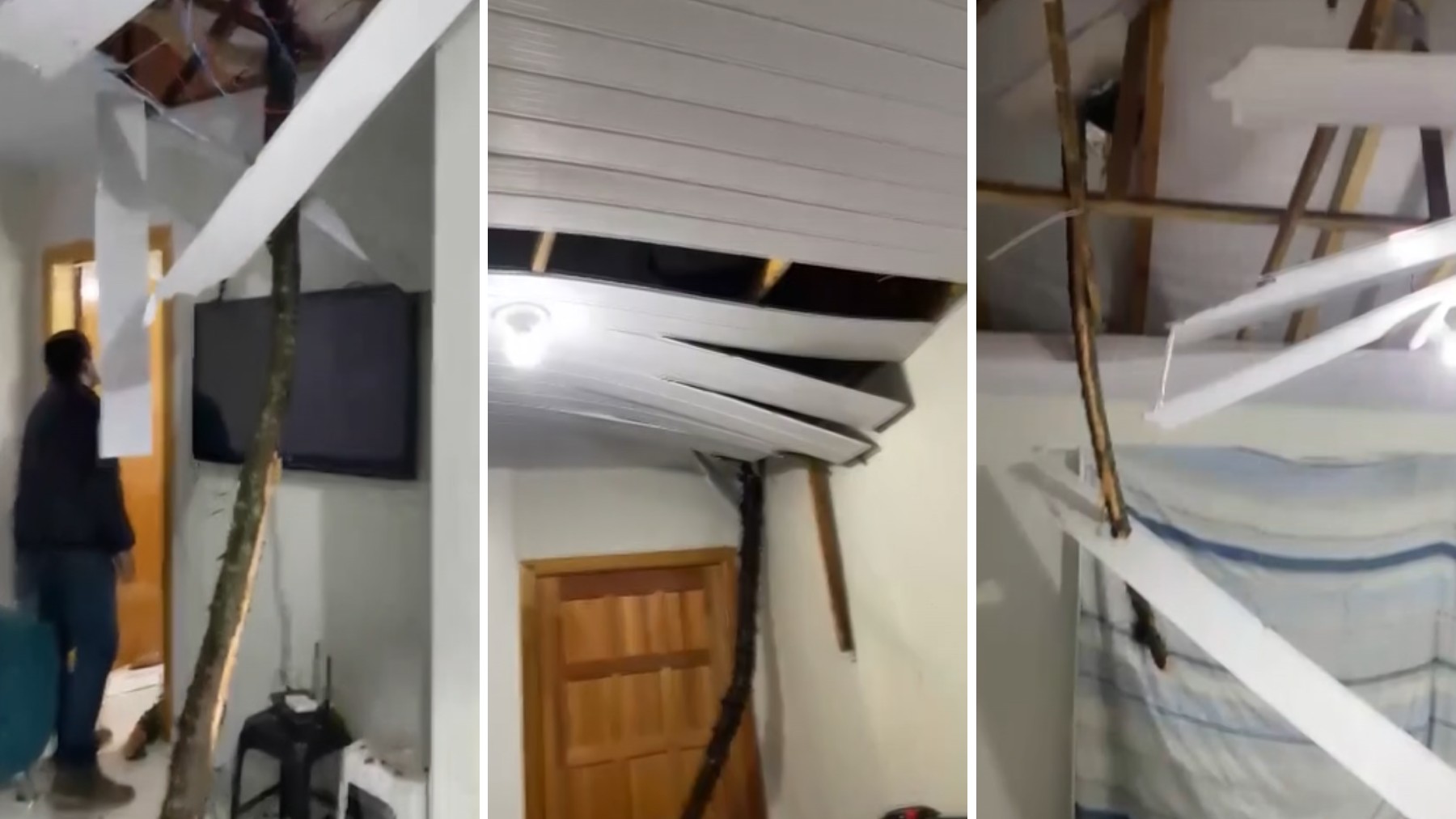 Árvore cai sobre casa no Paraná, atravessa telhado e invade sala enquanto casal assistia a filme: 'Passou a um palmo de nós'