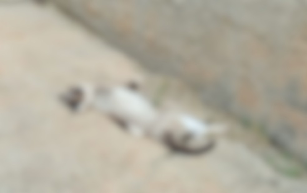 Conforme a Guarda Civil, cerca de oito animais foram encontrados mortos no conjunto habitacional em Capão Bonito — Foto: Reprodução/Guarda Civil de Capão Bonito