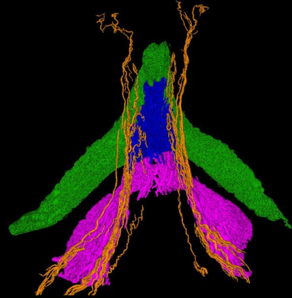 Imagem 3D mostra extensão de nervos do clitóris — Foto: Divulgação