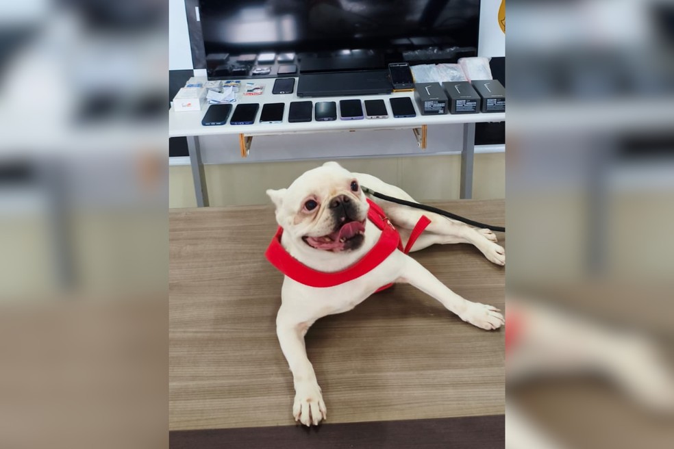 Cão é recuperado e quase 50 itens apreendidos durante operação ‘Black Friday’ em Presidente Prudente (SP) — Foto: Reprodução/Polícia Civil