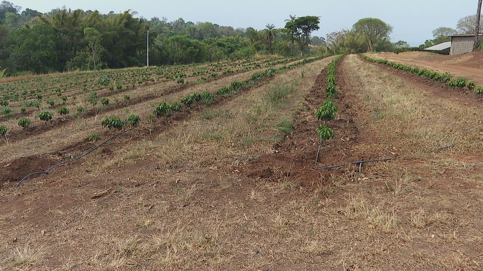 Produção de café enfrenta problemas por conta seca — Foto: Reprodução/EPTV
