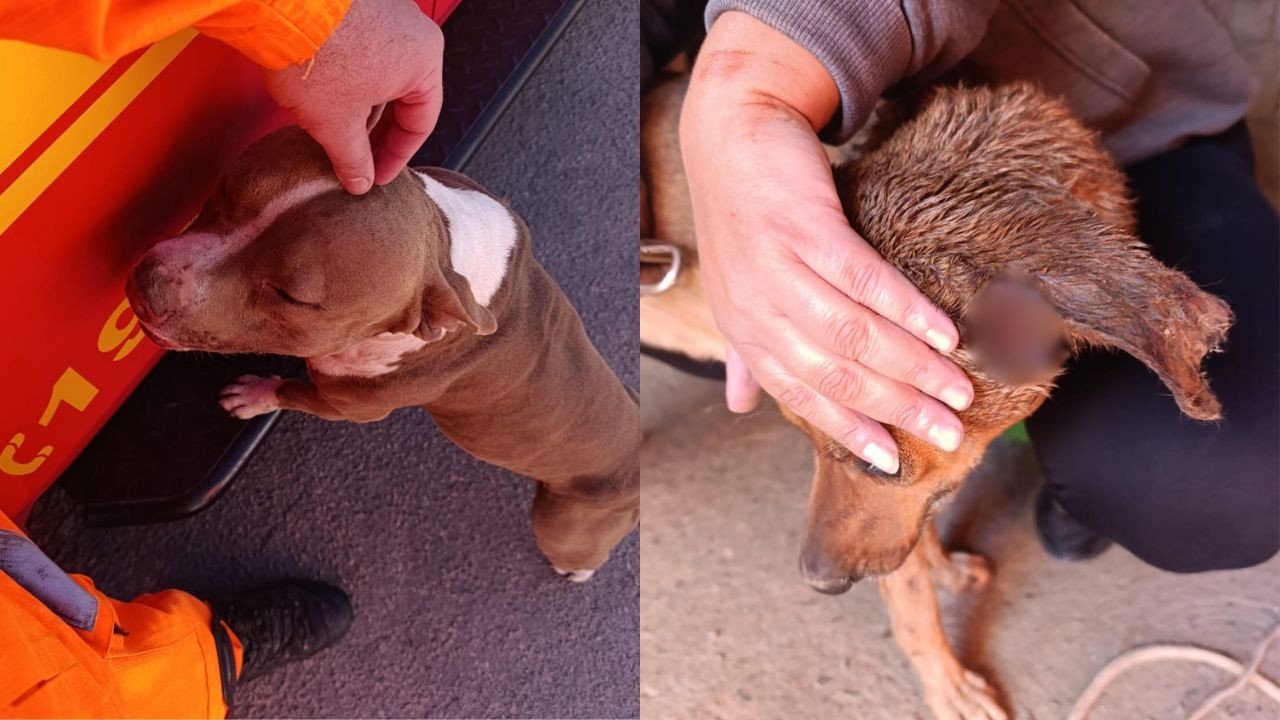 Pitbull invade casa, ataca cachorro e assusta moradores em MG