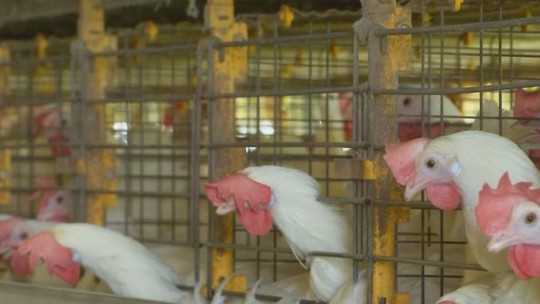 Japão anuncia fim do embargo para carne frango e ovos em MS