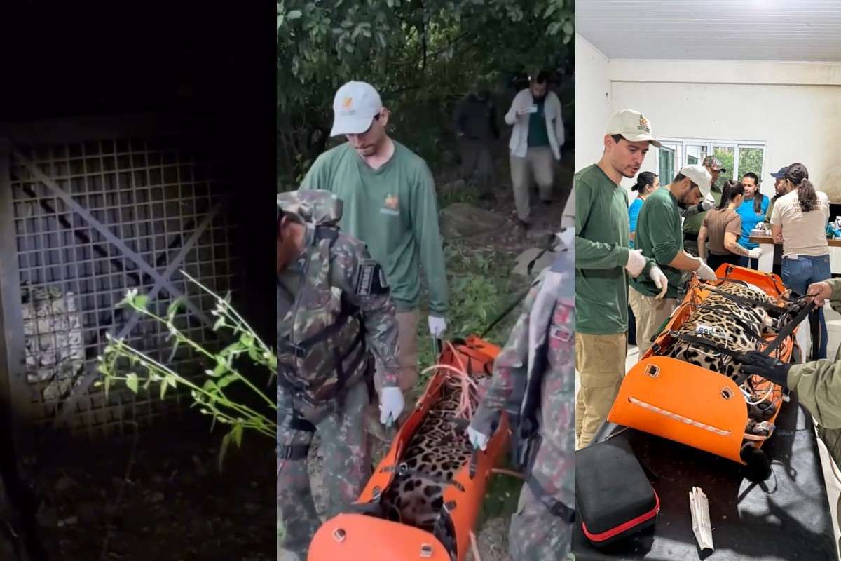 Onça é capturada após ataque a cães em cidade no Pantanal