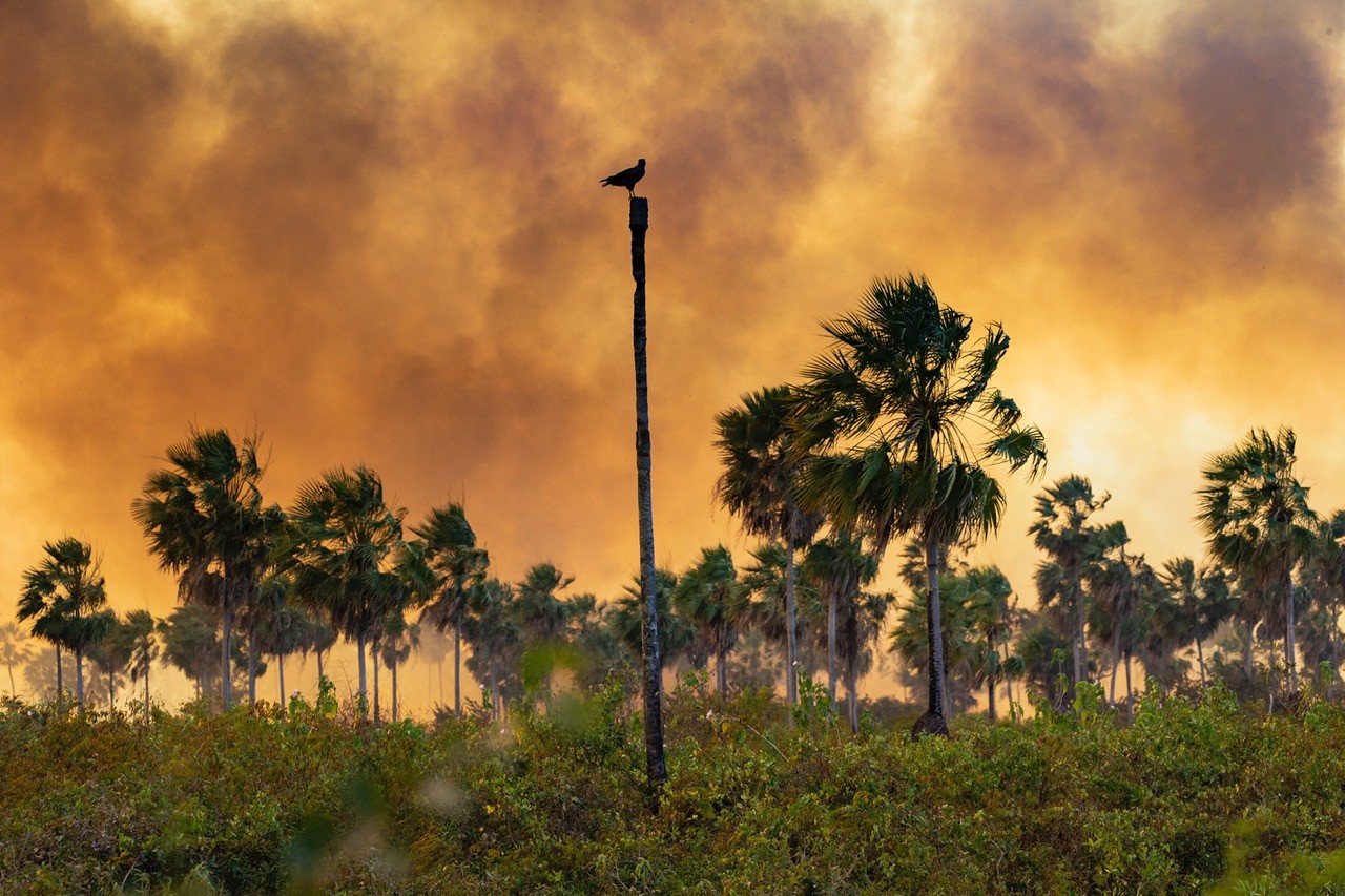 Fotógrafo encontrou animais mortos. — Foto: Araquém Alcântara