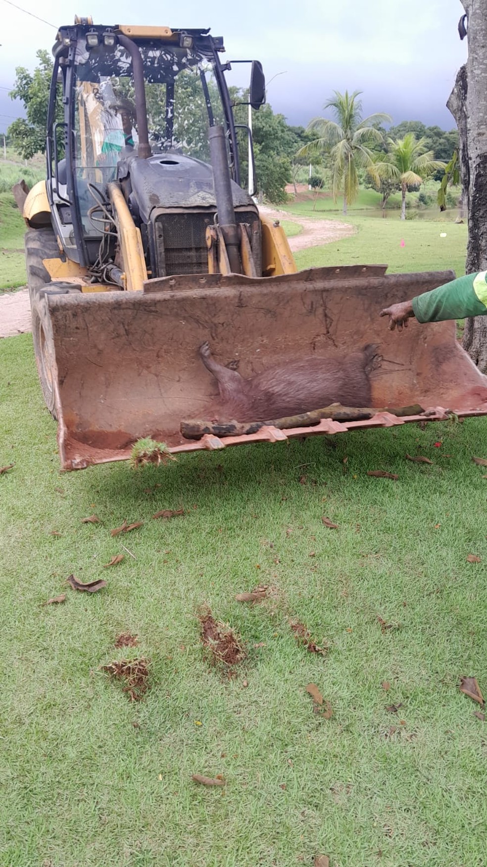 Capivara encontrada morta foi levada para aterro em Paraíso — Foto: Reprodução/Prefeitura de Paraíso
