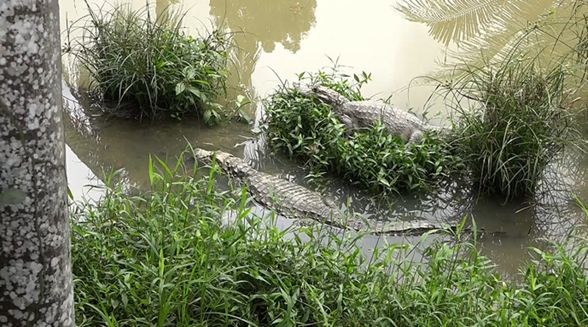 Mais de 50 jacarés vivem em criatório abandonado em Alagoas; VÍDEO