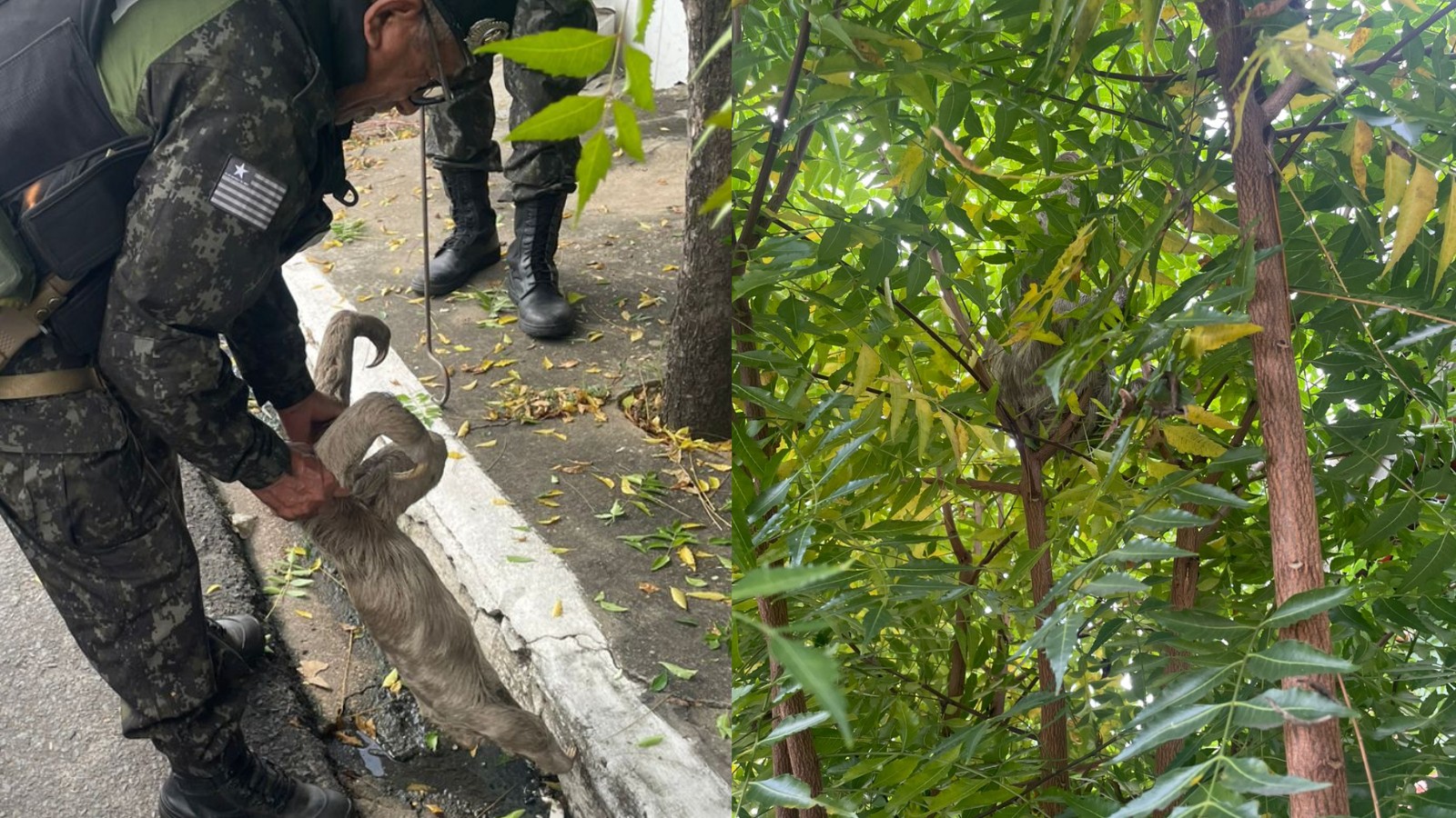Bicho-preguiça é resgatado perto de fiação elétrica na Zona Norte de Teresina