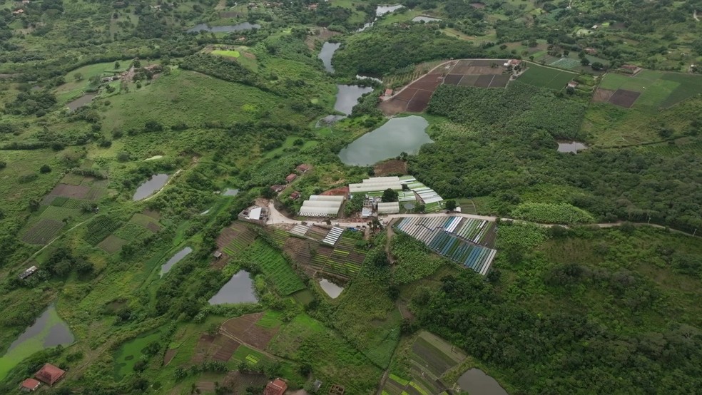 Vista de cima da plantação da Hort Agreste em Lagoa Seca — Foto: Reprodução/Hort Agreste